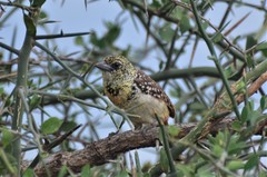 Trachyphonus darnaudii usambiro