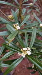 Daphne arisanensis