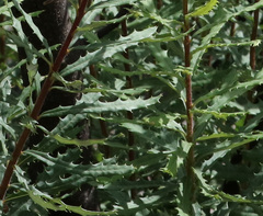 Banksia neoanglica