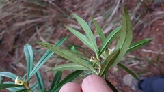 Daphne arisanensis