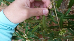 Daphne arisanensis