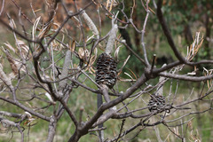 Banksia neoanglica