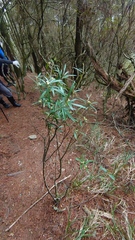 Daphne arisanensis
