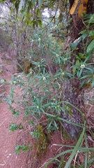 Daphne arisanensis