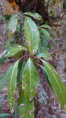 Hydrangea integrifolia