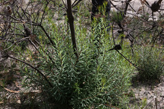 Banksia neoanglica