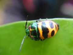 Chrysocoris fascialis