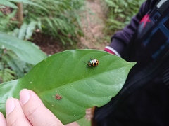 Chrysocoris fascialis
