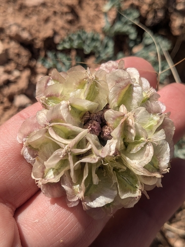 purple-nerve cymopterus (Vesper multinervatus)