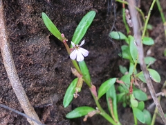 Lobelia anceps