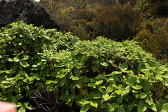 Macrolearia colensoi