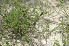 Astragalus ucrainicus