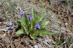 Viola ambigua