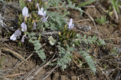 Astragalus testiculatus