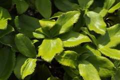 Macrolearia colensoi