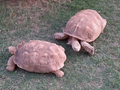 Centrochelys sulcata