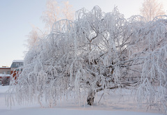 Betula pendula carelica
