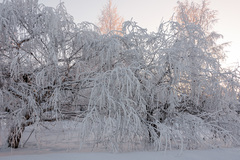 Betula pendula carelica