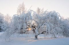 Betula pendula carelica