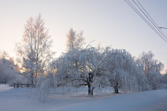 Betula pendula carelica