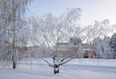 Betula pendula carelica