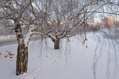 Betula pendula carelica