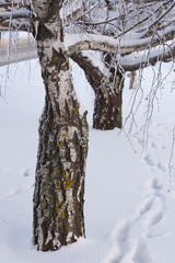 Betula pendula carelica