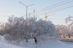 Betula pendula carelica