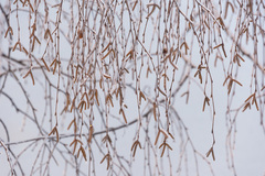 Betula pendula carelica