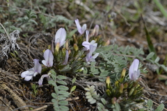Astragalus testiculatus