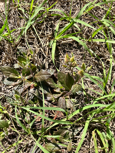 Carolina rockrose (Crocanthemum carolinianum)