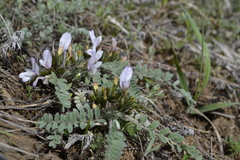 Astragalus testiculatus