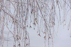 Betula pendula carelica