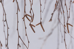 Betula pendula carelica