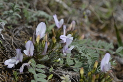 Astragalus testiculatus