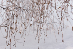 Betula pendula carelica