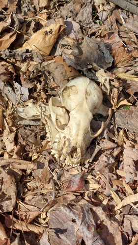 Common Raccoon photographed in Virginia
