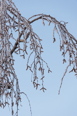 Betula pendula carelica