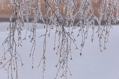 Betula pendula carelica