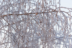Betula pendula carelica