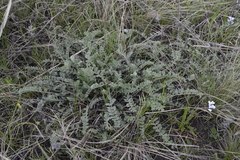 Astragalus testiculatus