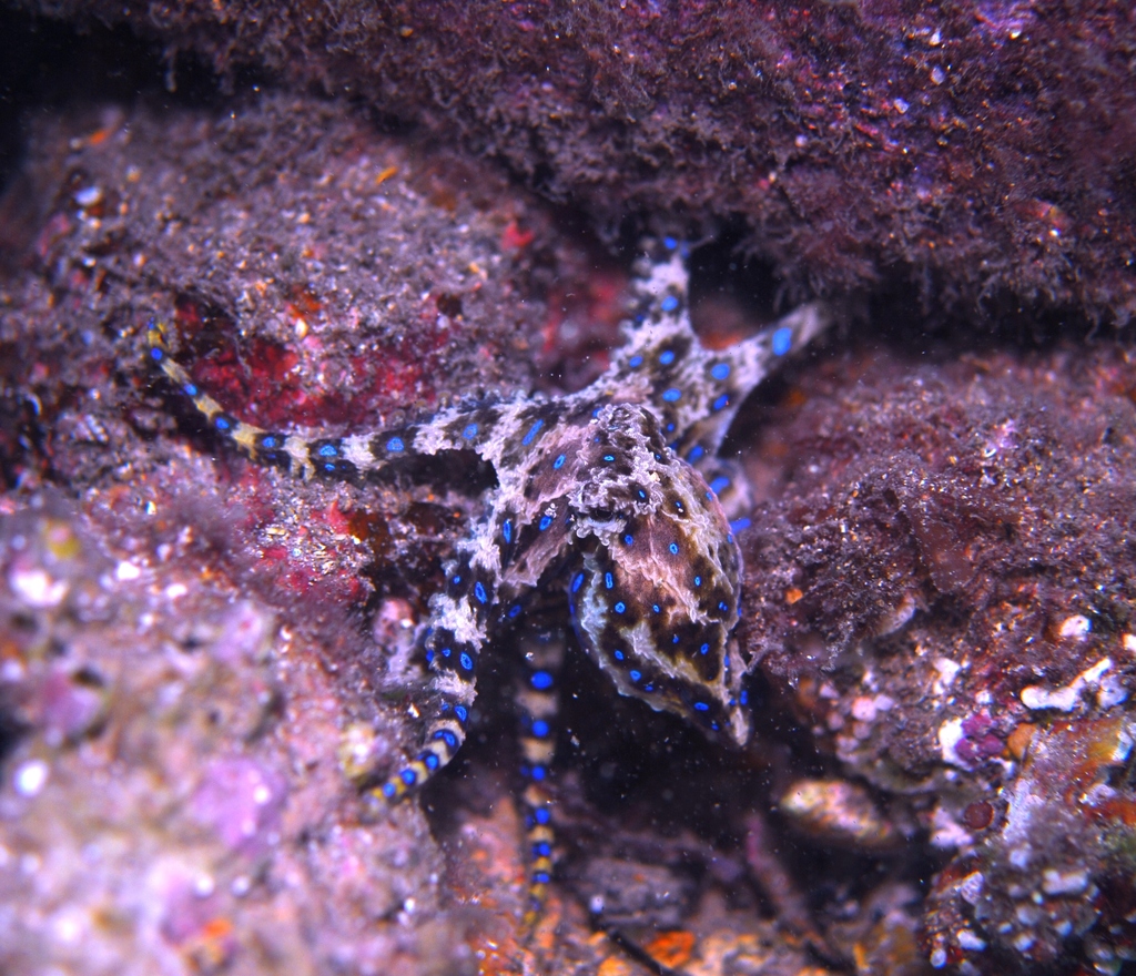 Lesser Blue-ringed Octopus from 5-7 Edith St, Edithburgh SA 5583 ...