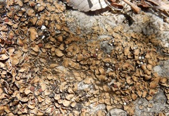 Psora pseudorussellii