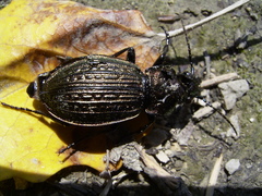 Carabus ulrichii