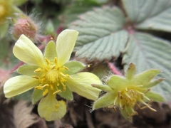 Potentilla fragarioides