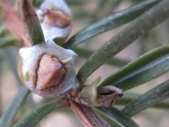 Juniperus rigida
