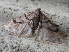 Agriopis dira