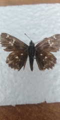Muschampia floccifera