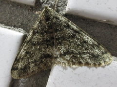 Phigalia viridularia