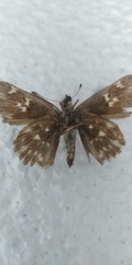 Muschampia floccifera